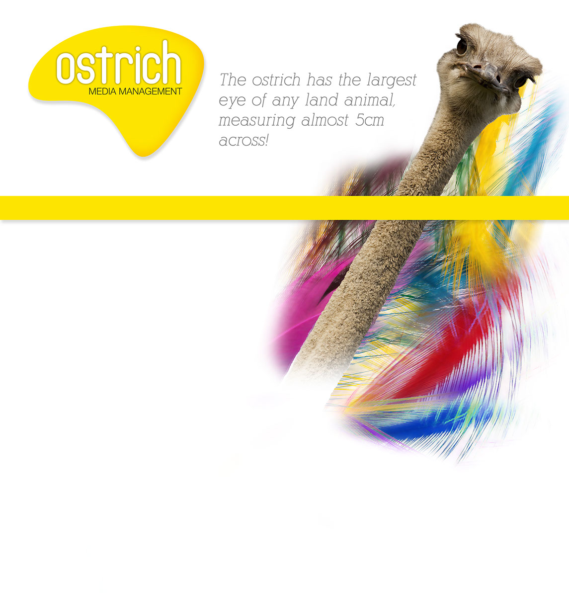 Ostrich Media Management Design Service