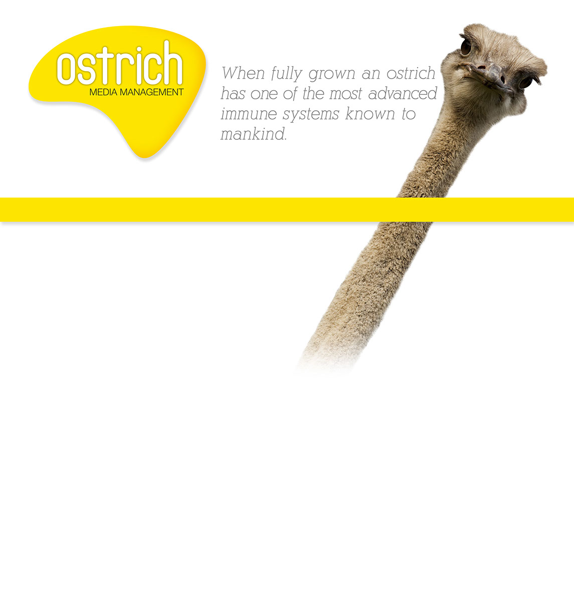 Ostrich Media Management Digital Services